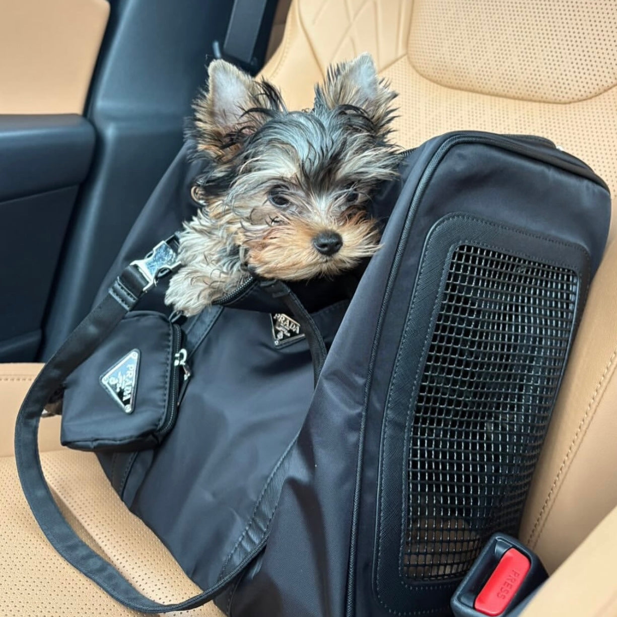 Pawda Carrier