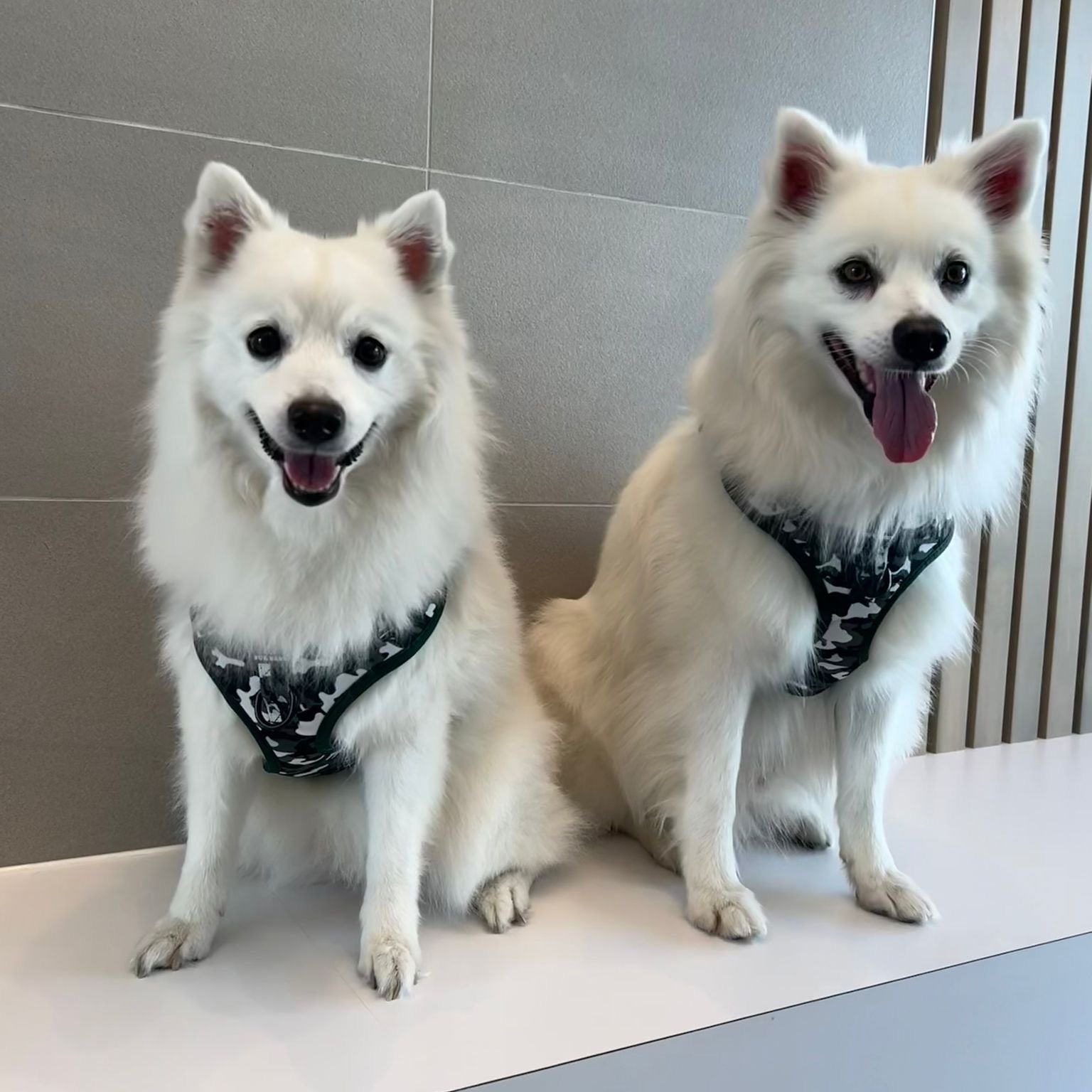 Camo Harness & Leash