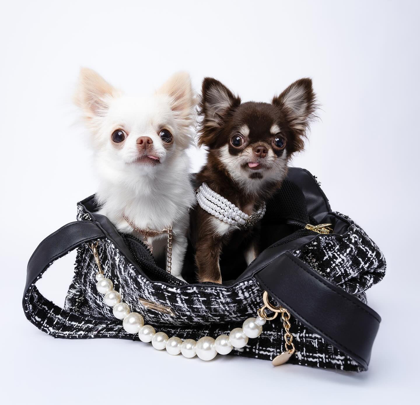 Coco Tweed Carrier Black