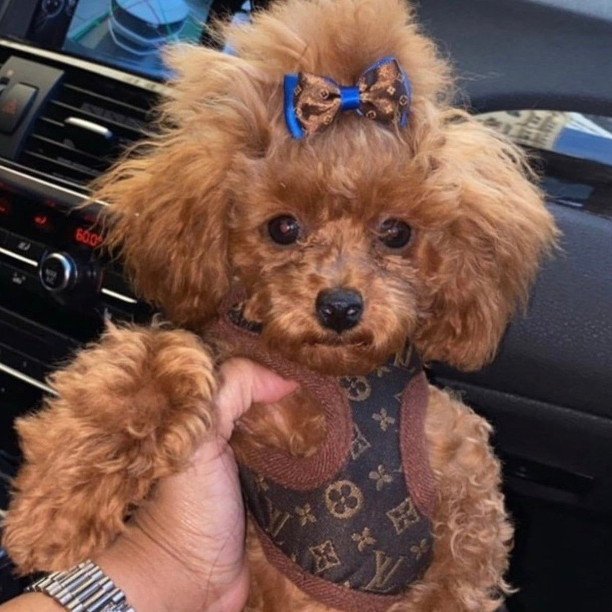 Love Me Harness and Leash