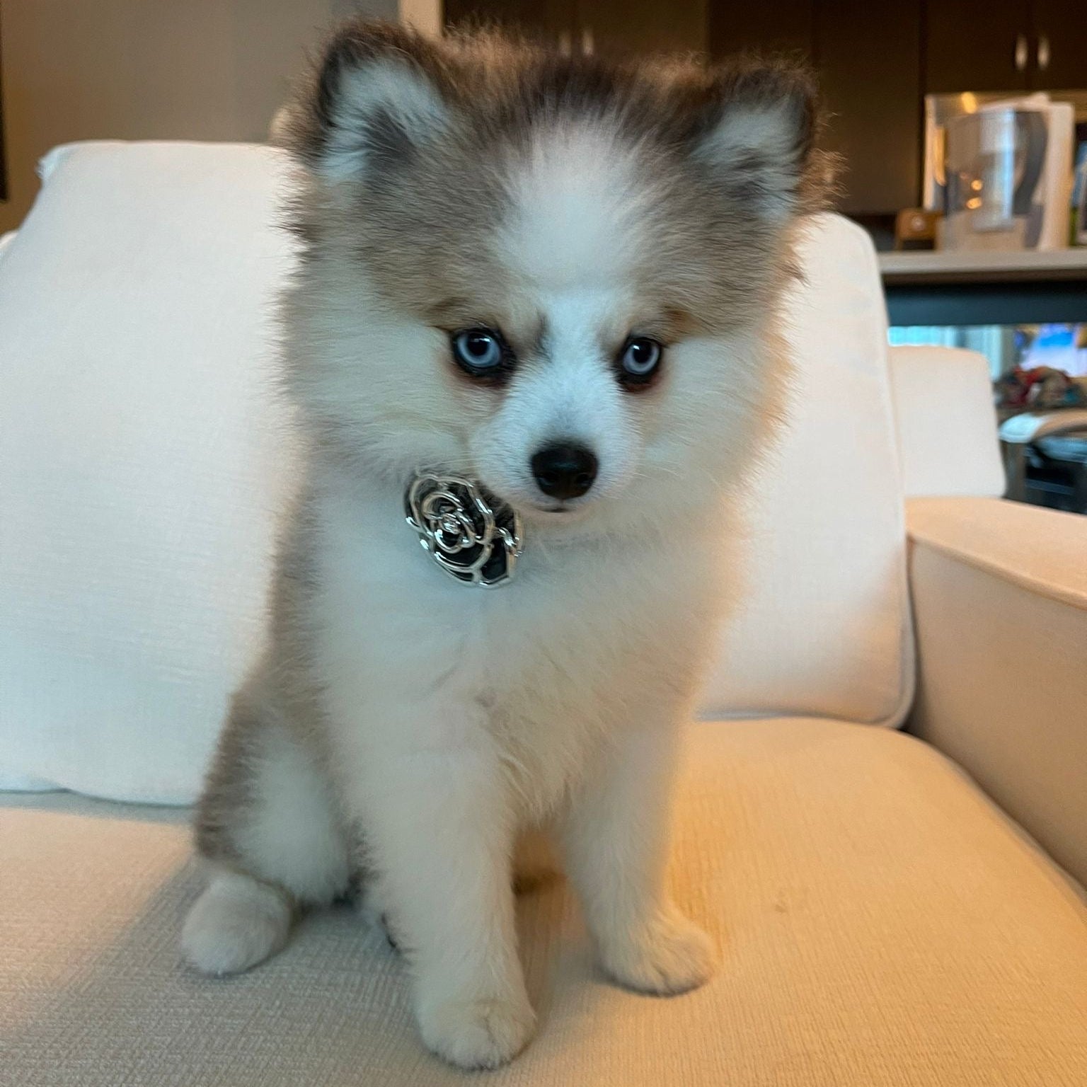 Pet wearing Camila Flower Coco Collar with rhinestone buckle