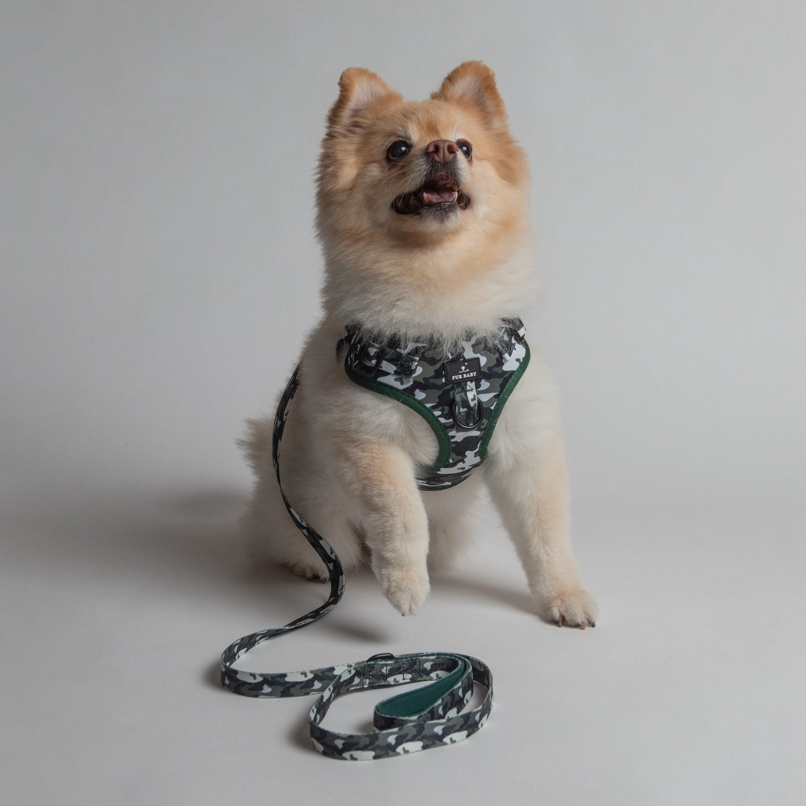 Camo Harness & Leash