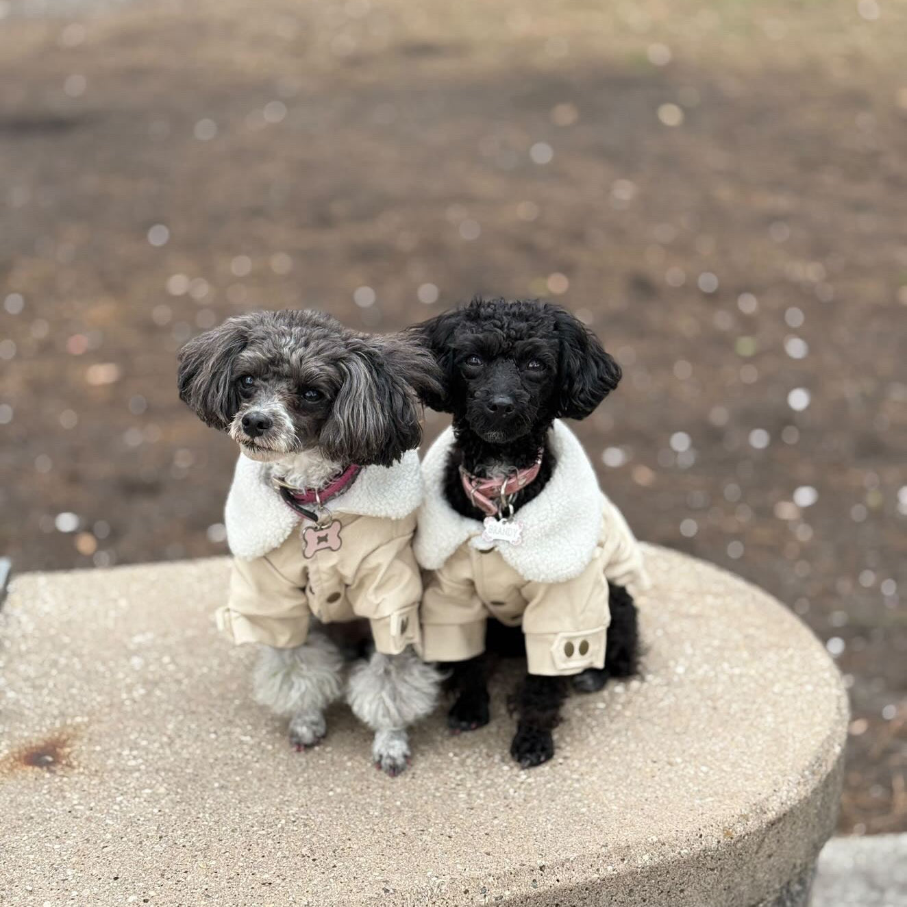 Furbaby Slogan Jacket