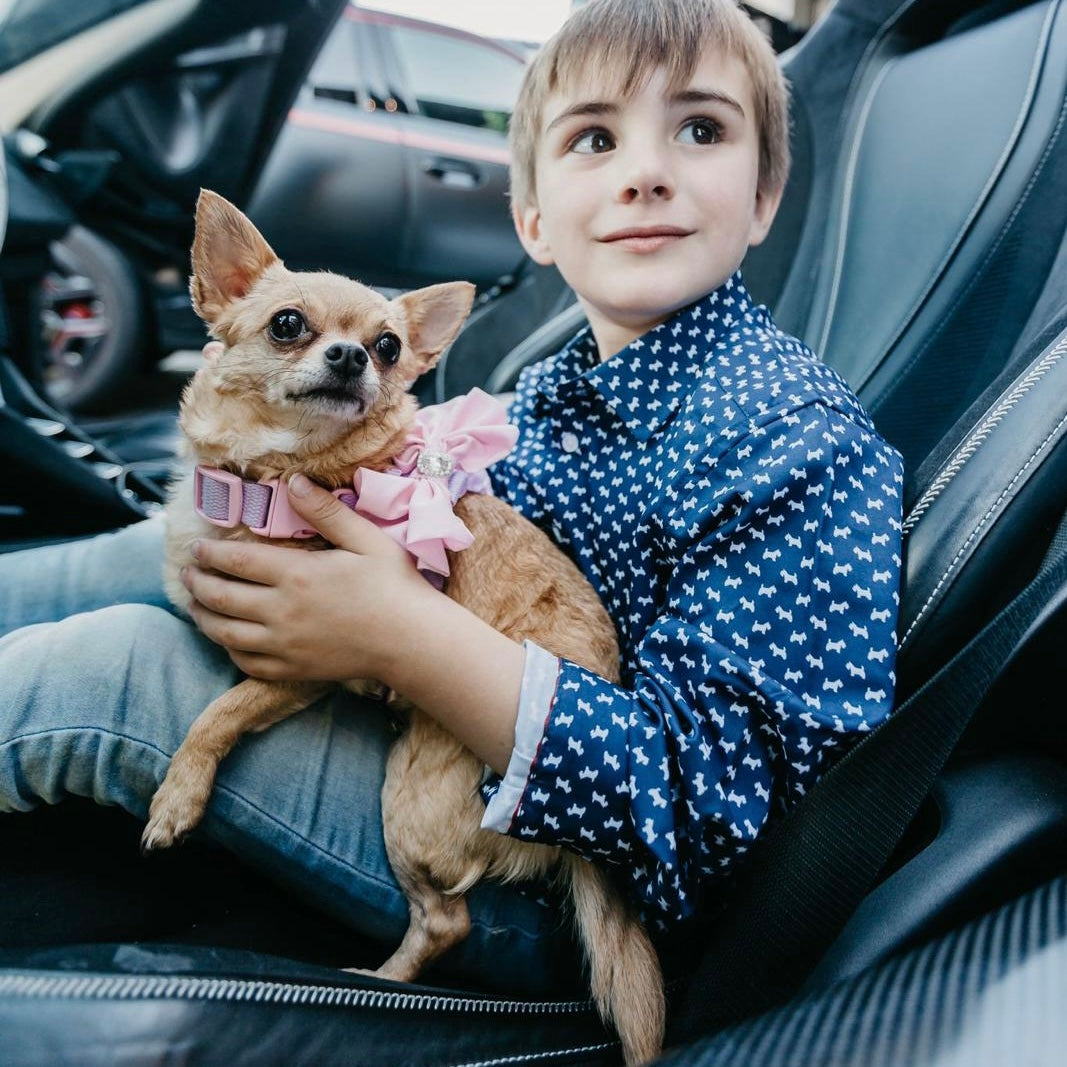 Fifi Harness & Leash