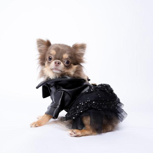 black dress dog Posh Puppy Rockstar Designer Dress