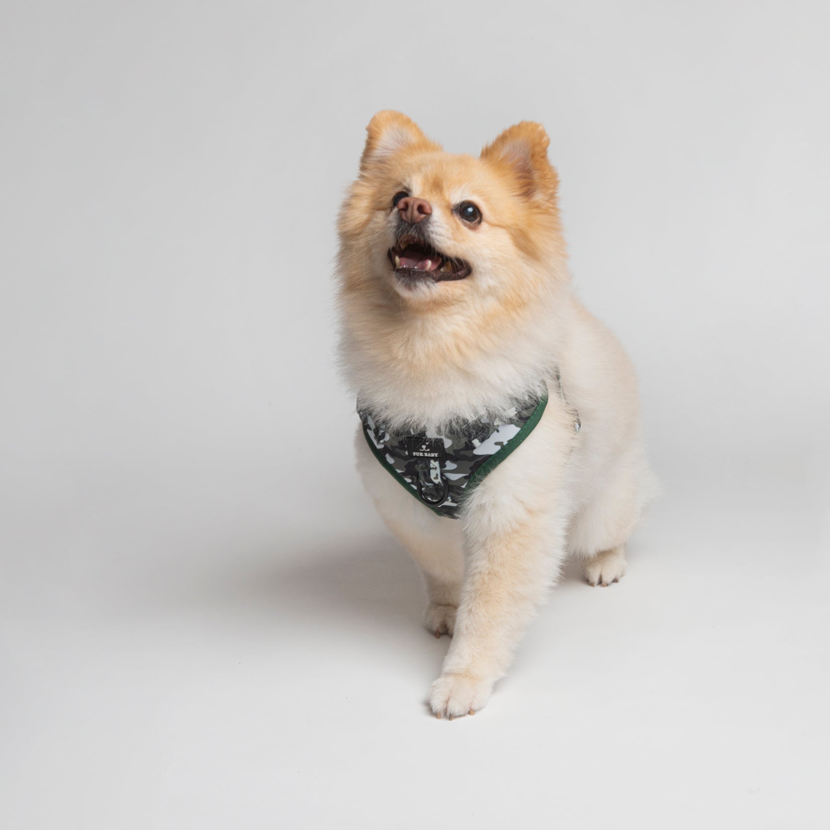Camo Harness & Leash