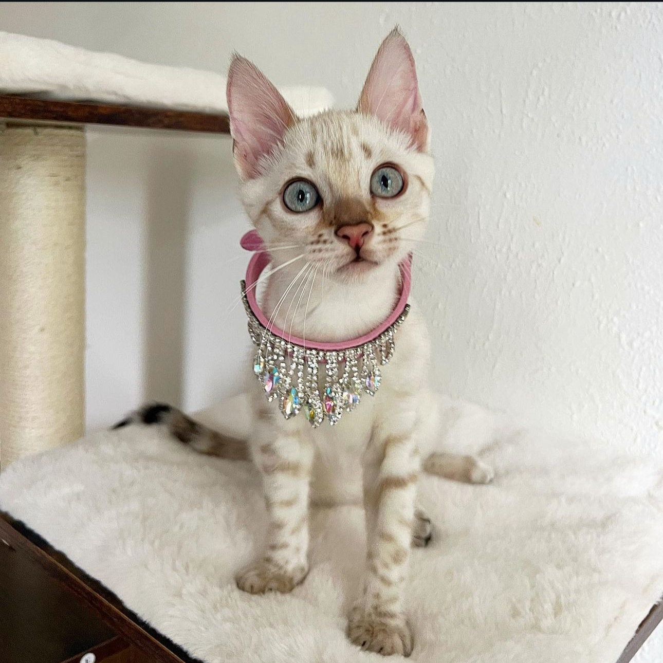 Royal Necklace