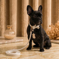 Load image into Gallery viewer, Coco Collar & Leash White