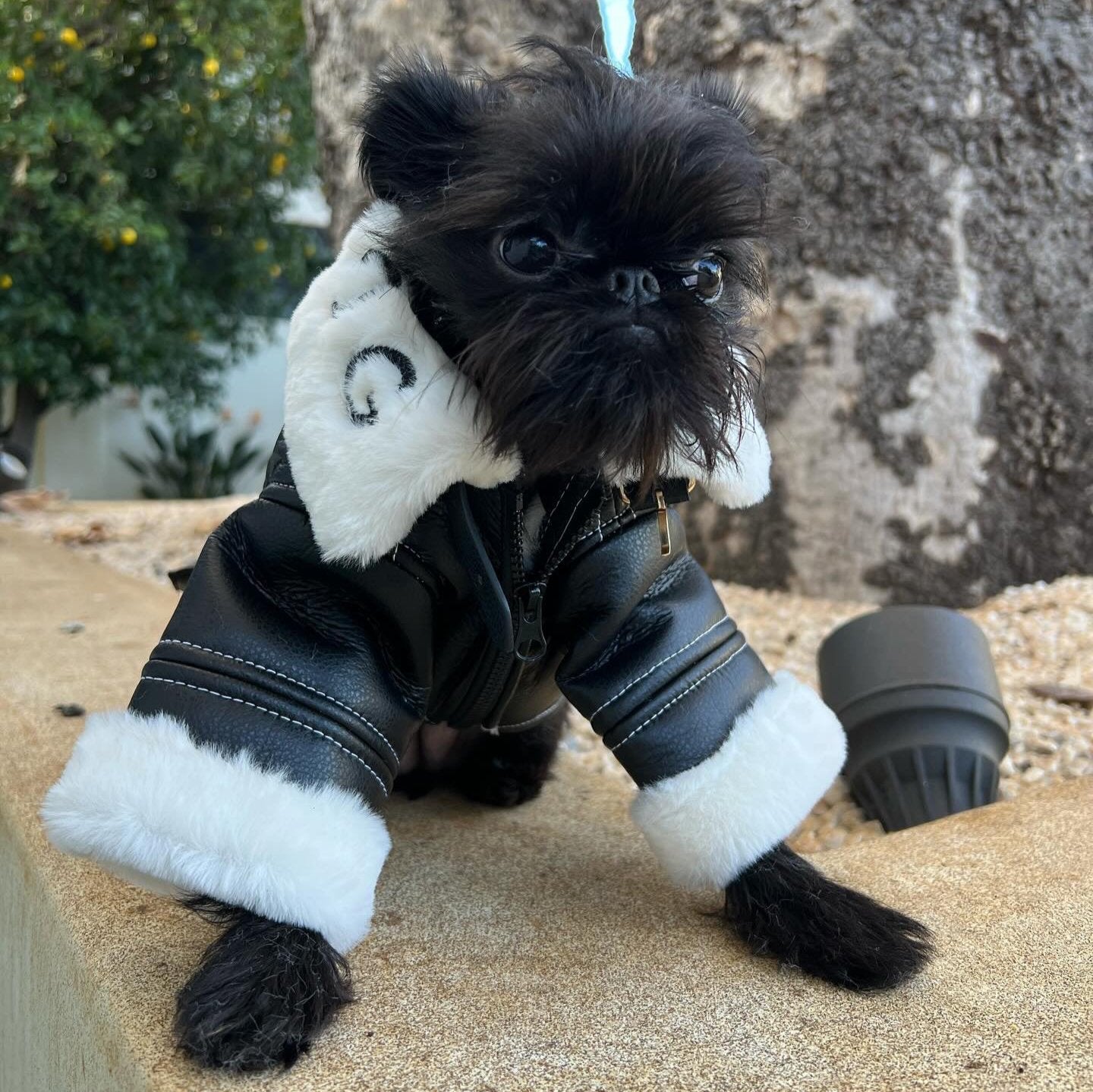 Small dog wearing a black leather jacket with white fur trim outdoors.