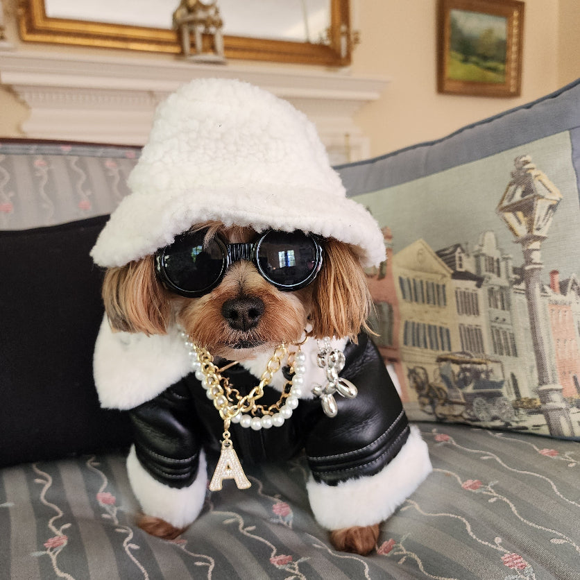 Small dog wearing Bentley Shearling Jacket with black leather and white shearling trim