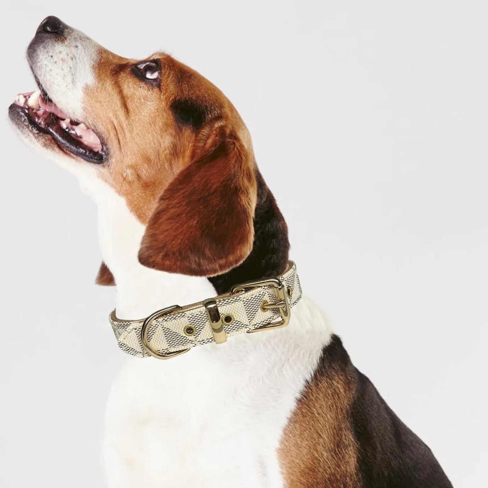 Signature Collar & Leash