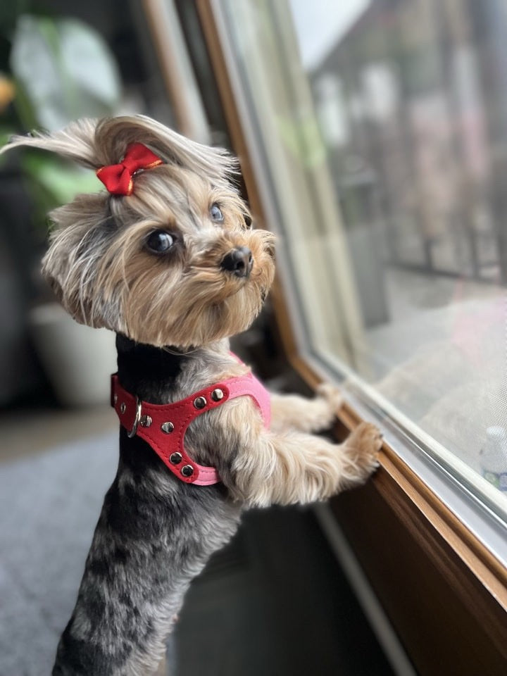 Saddle Up Harness