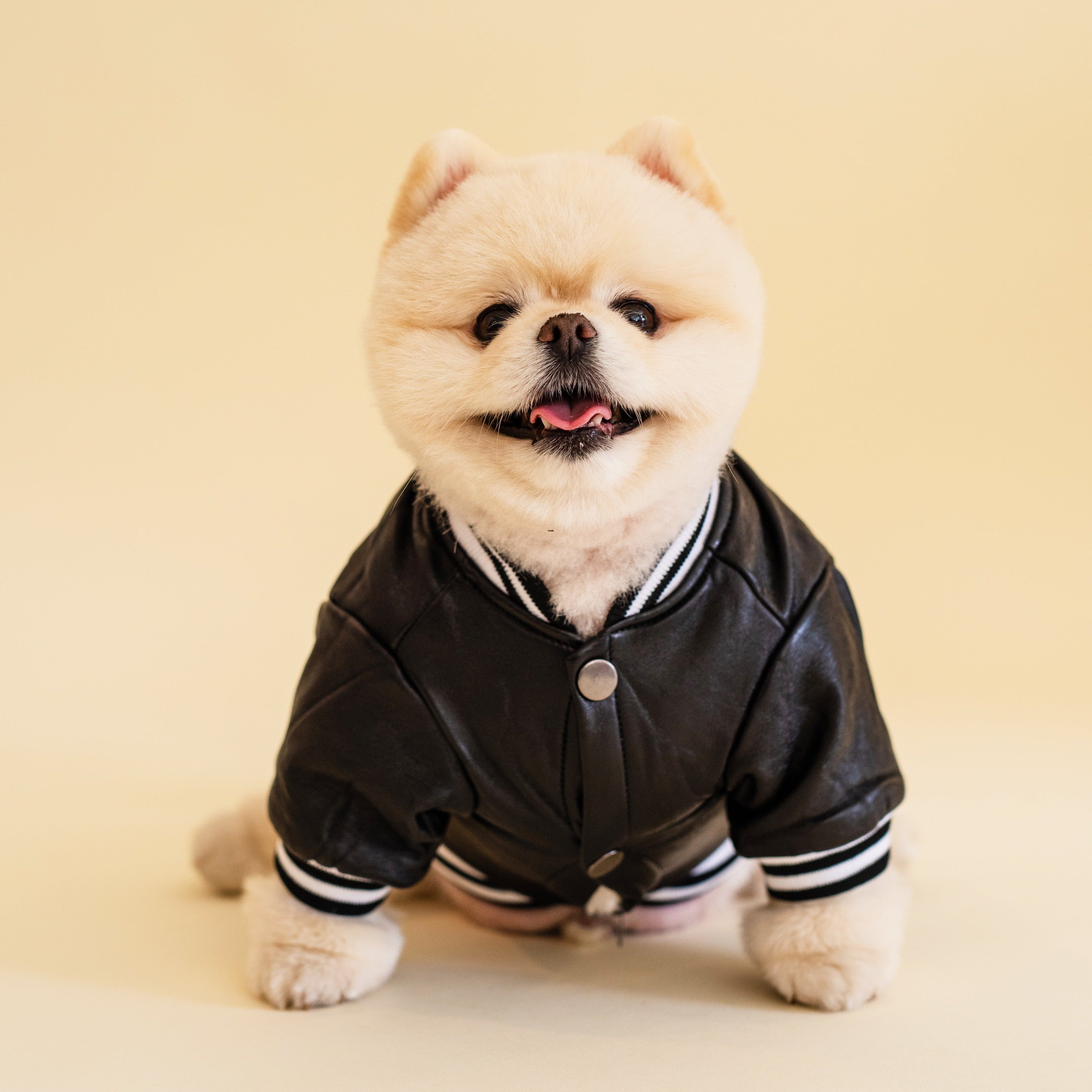 Varsity Jacket