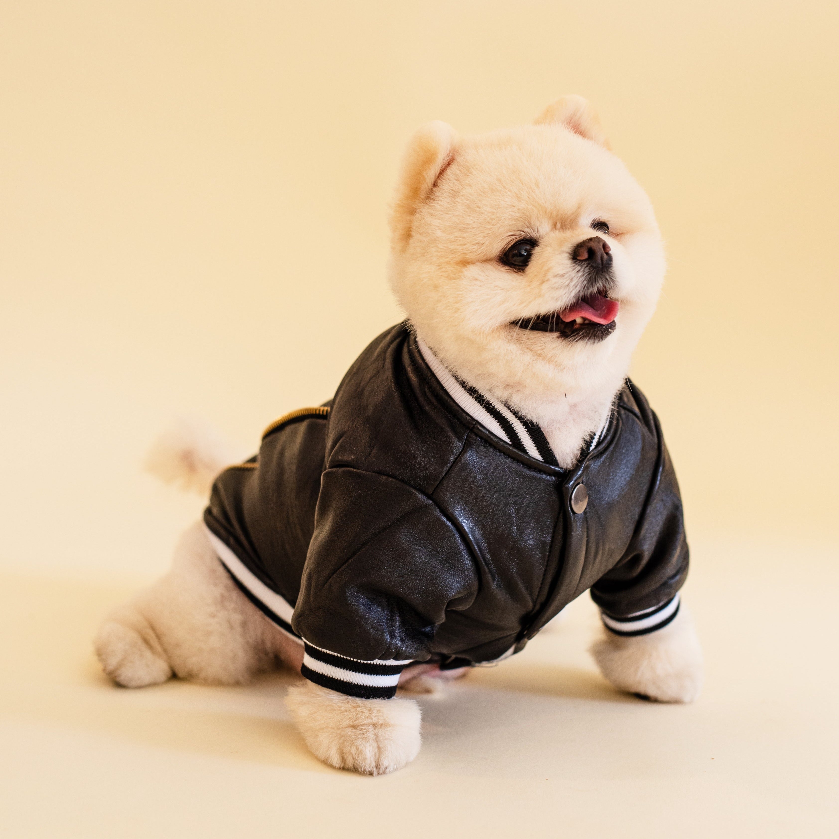 Varsity Jacket