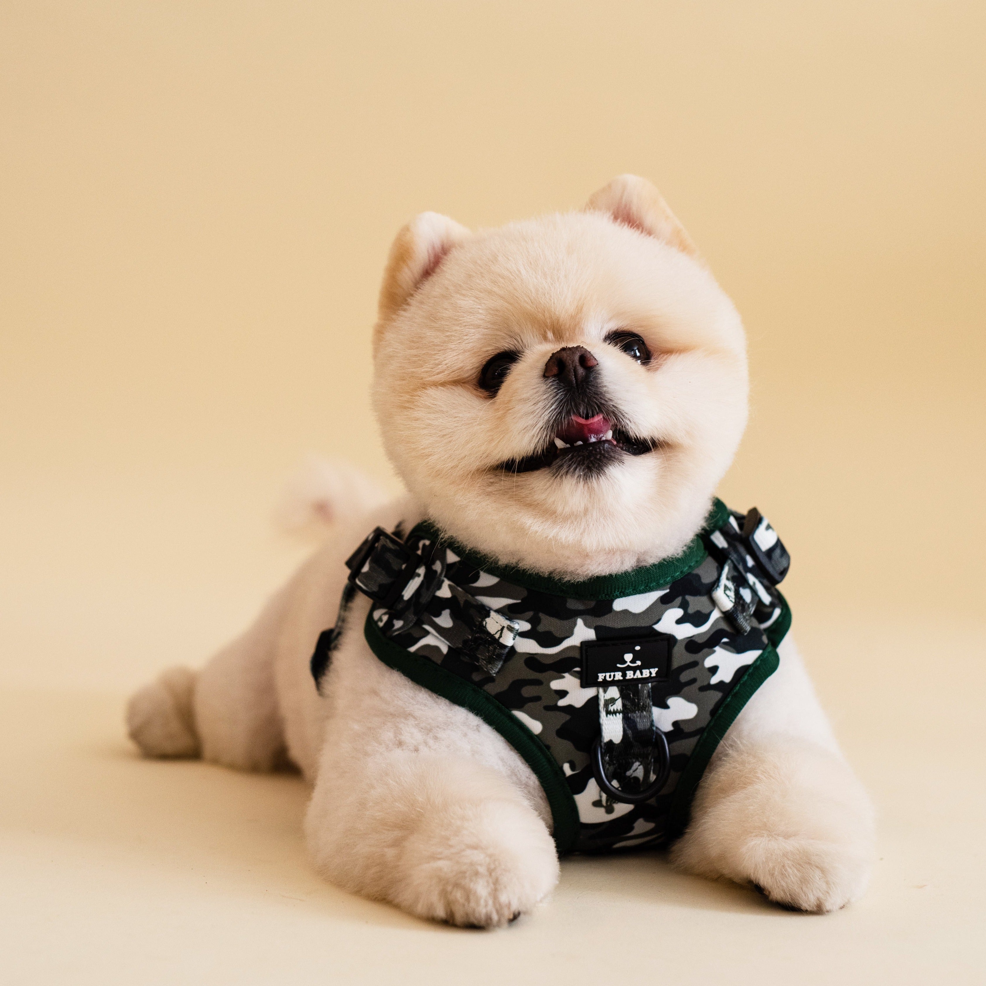 Camo Harness & Leash