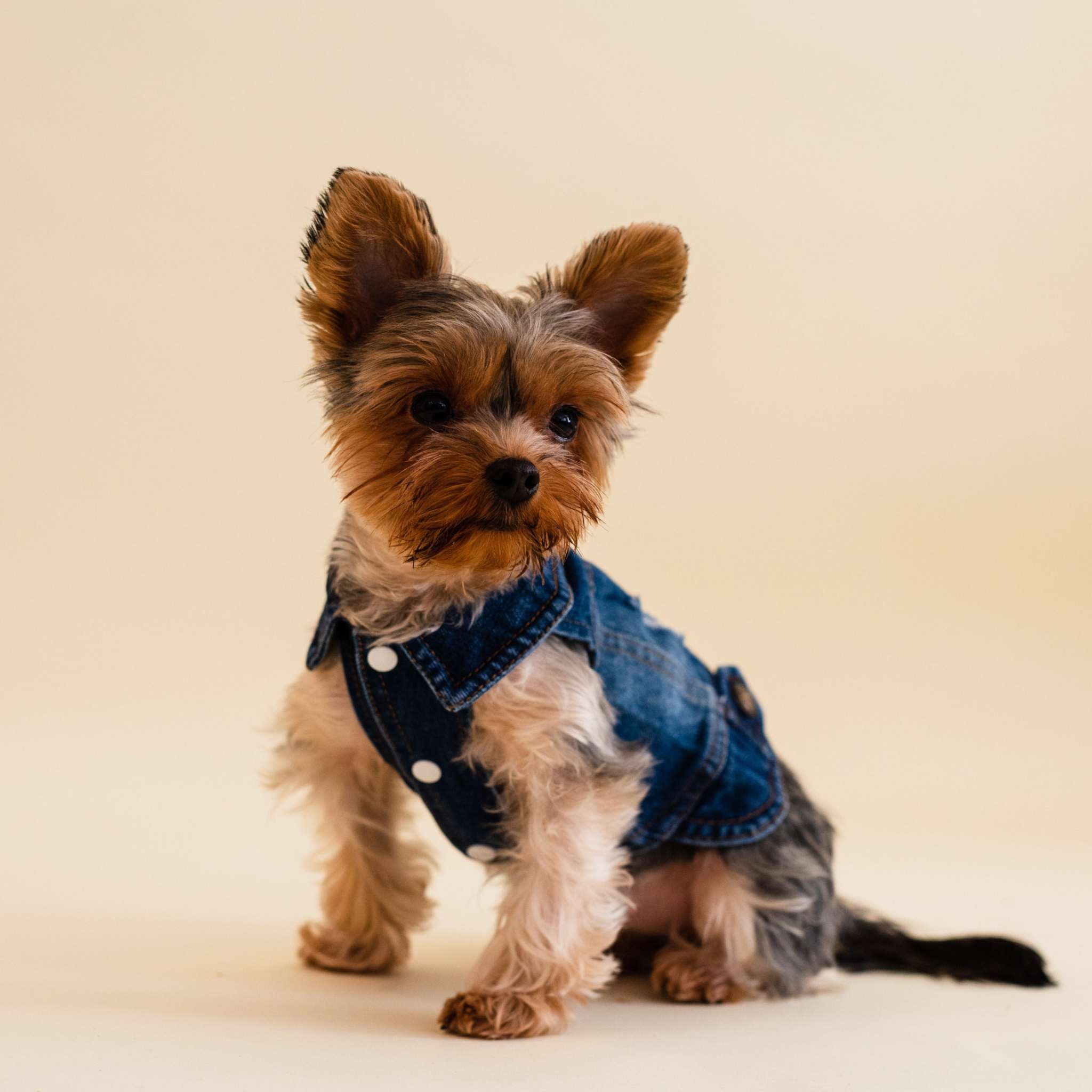 Small dog wearing a stylish sleeveless Classic Denim Jacket with button-up design against a neutral background