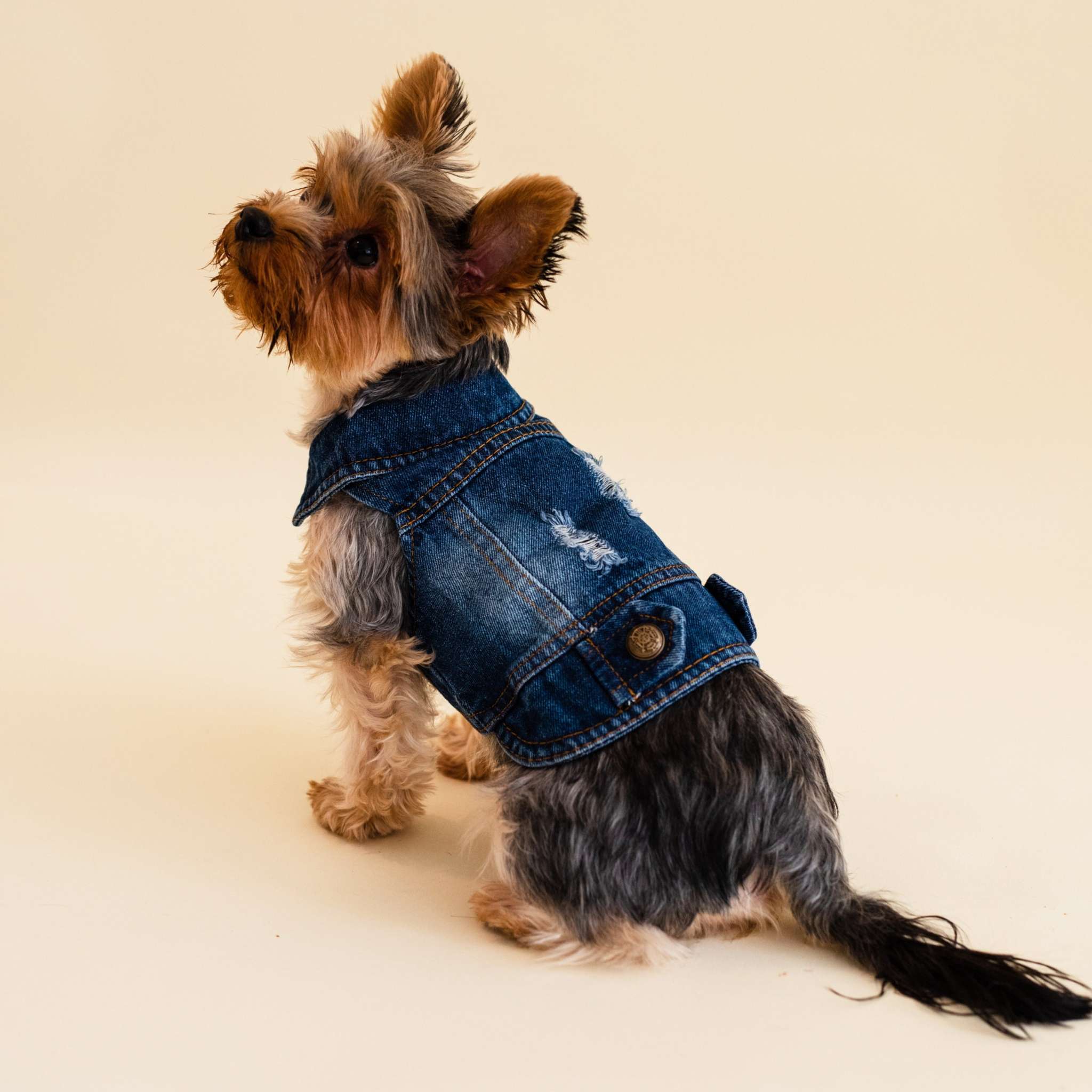 Small dog wearing a classic denim jacket with button-up design and sleeveless cut for comfort and style