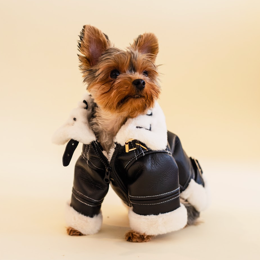 Bentley Shearling Jacket aviator style on small dog