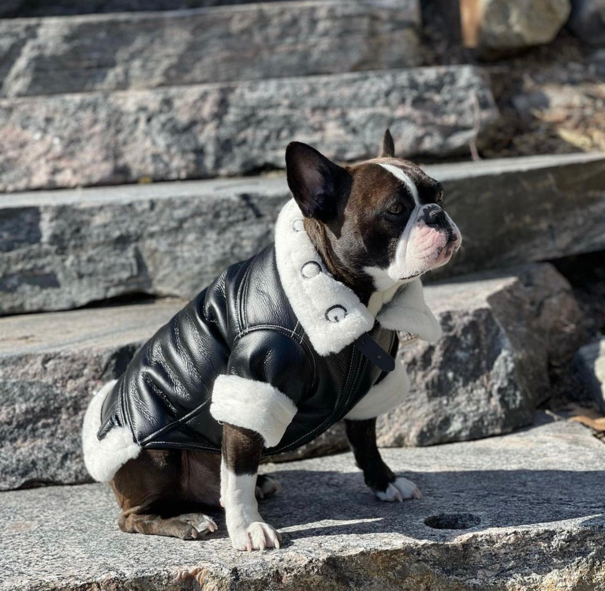 Dog wearing a black leather jacket with white fur on stone steps