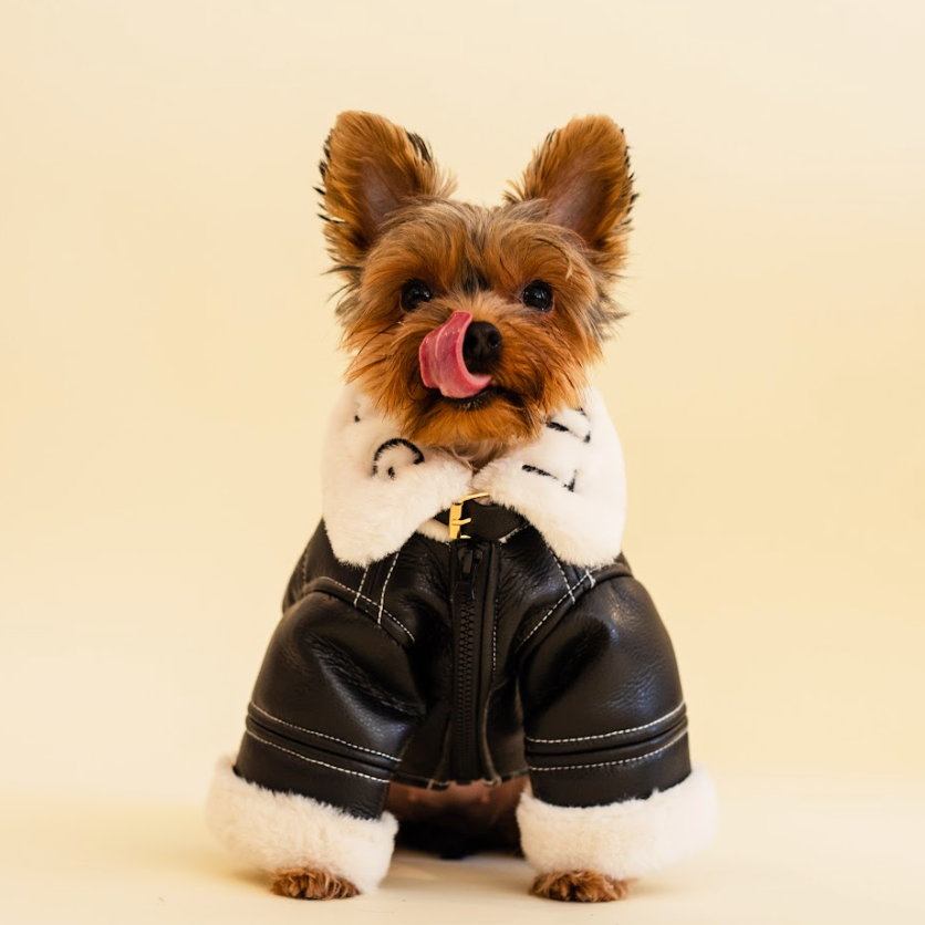 Dog wearing a black leather jacket with white fur on a beige background