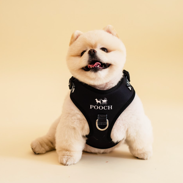 Pooch Harness
