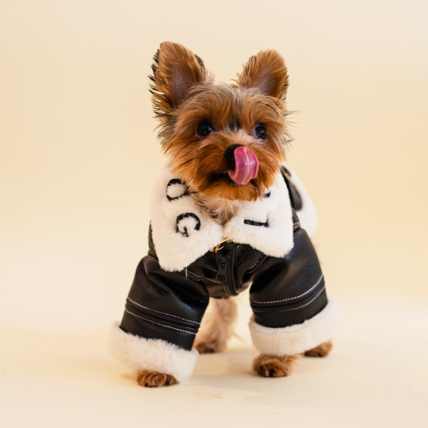 Small dog wearing Bentley Shearling Jacket with black leather and white shearling trim