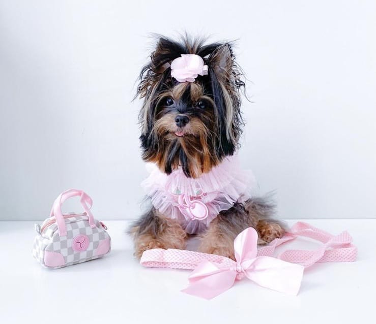 Sakura Harness Model Dog