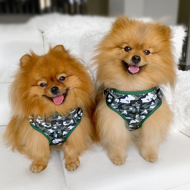 camo-harness-dog-models