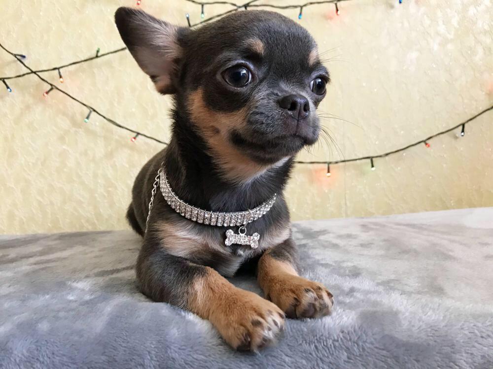 CHLOE - Furbaby Couture