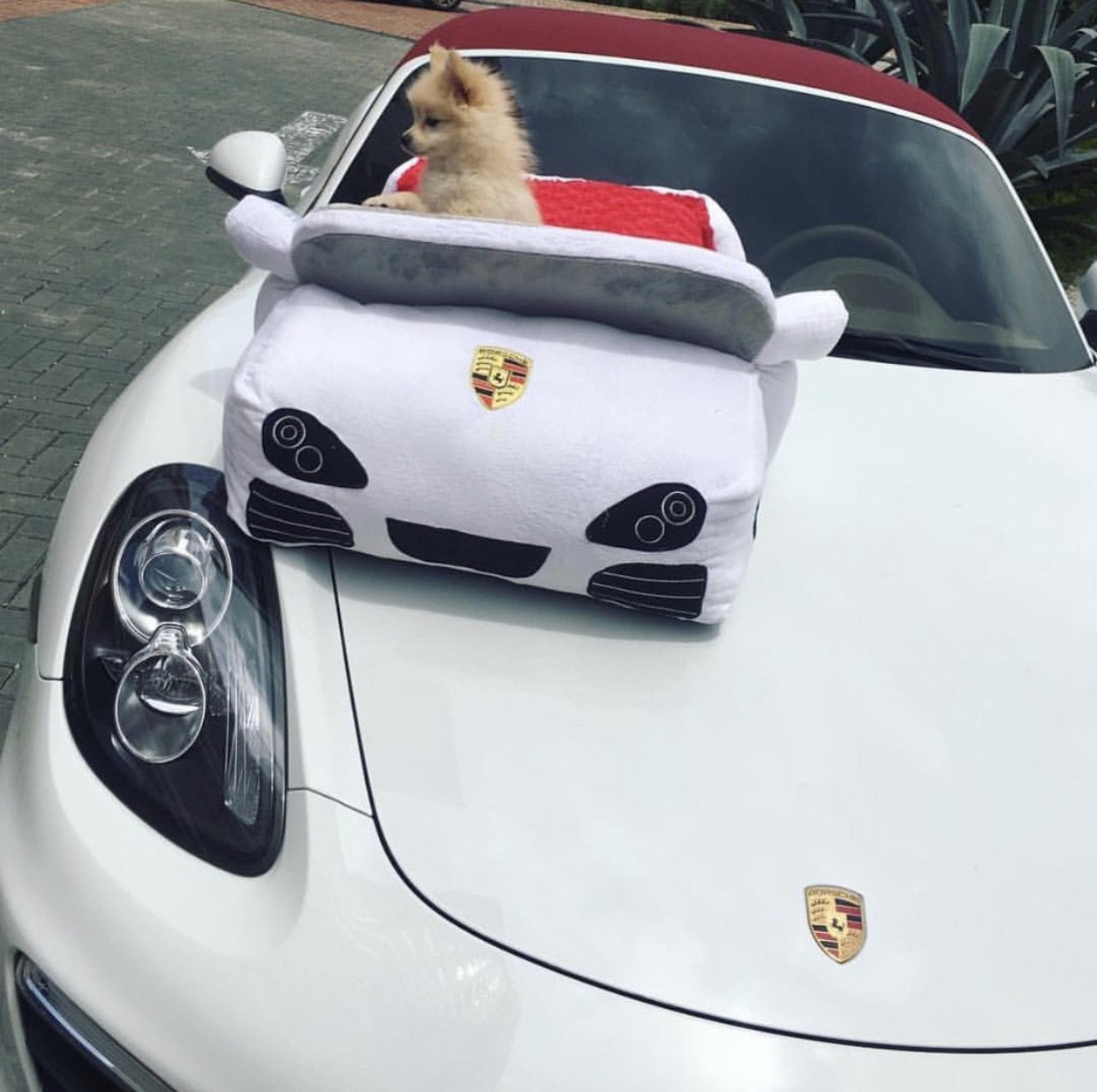 Poochie White - Furbaby Couture