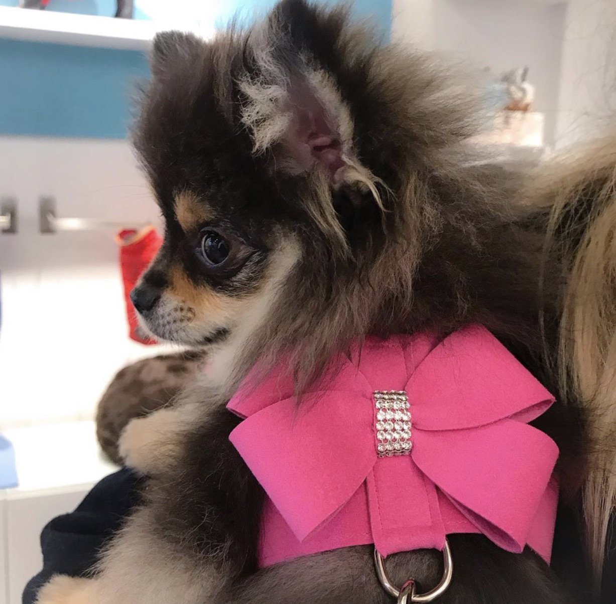 Rhinestone Harness & Leash