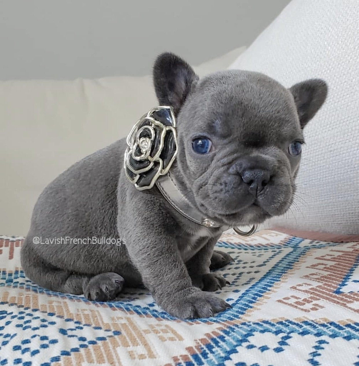 Pet wearing Camila Flower Coco Collar with rhinestone buckle