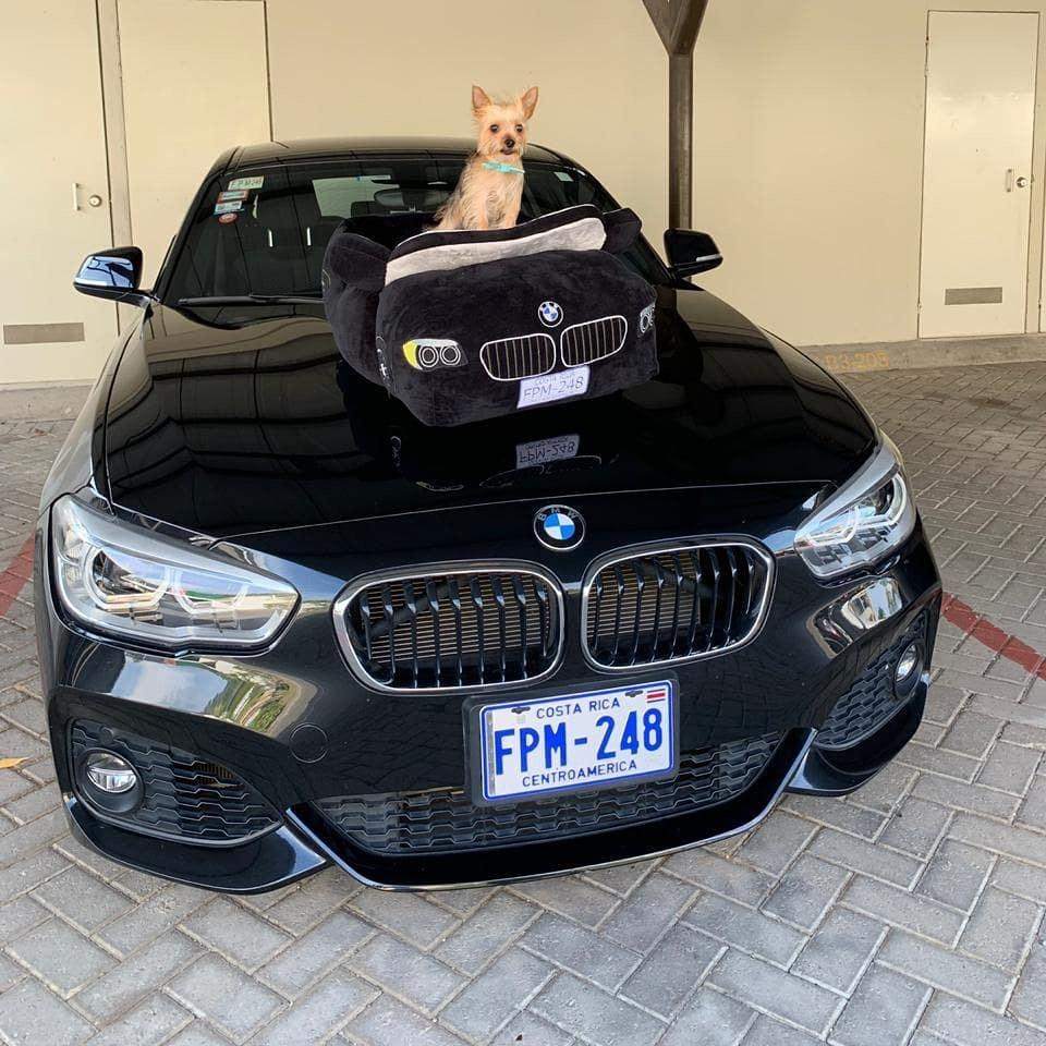 BMW Bed plush pet bed designed like a black BMW sports car with side mirrors and headlights, shown with small dog inside on car hood