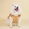 Load image into Gallery viewer, Aspen Vest
