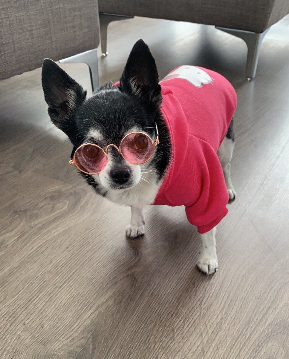 Chica’s sunnies - Furbaby Couture
