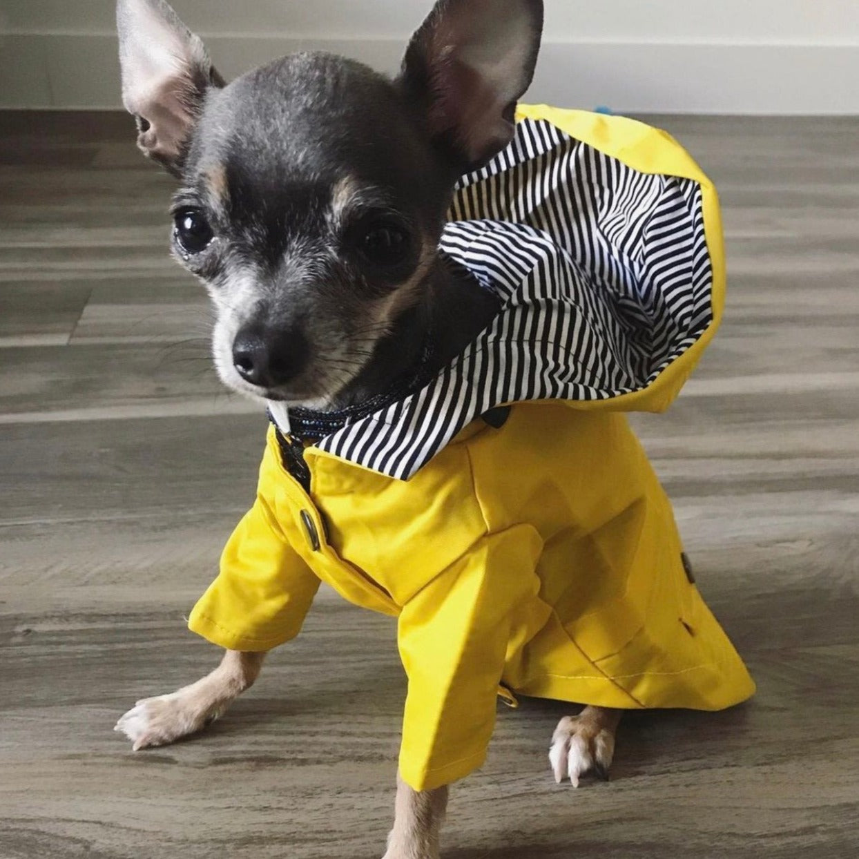 Hunter Raincoat