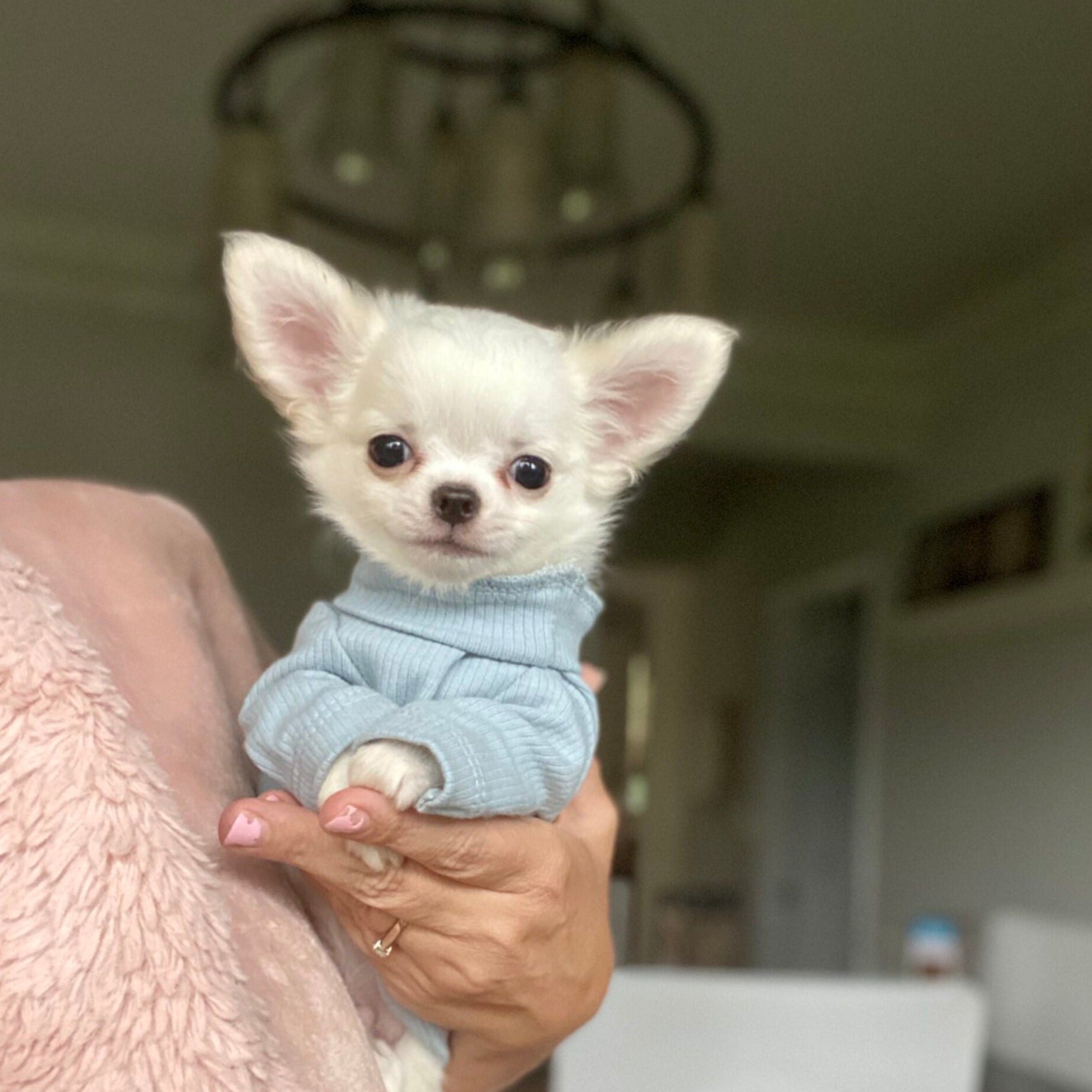 Furbaby Knit