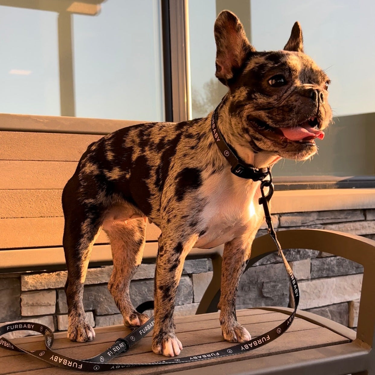 Furbaby Collar & Leash