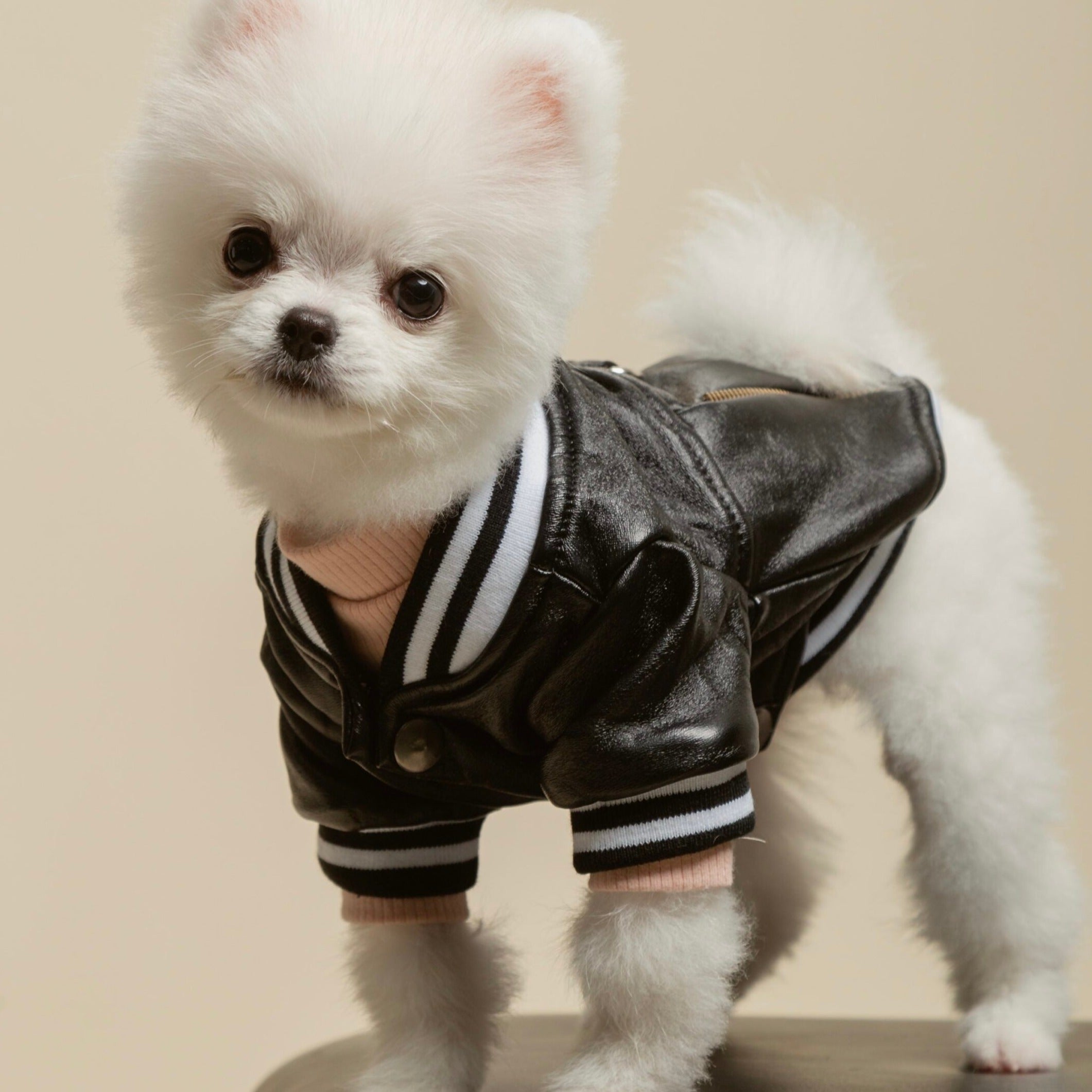 Varsity Jacket