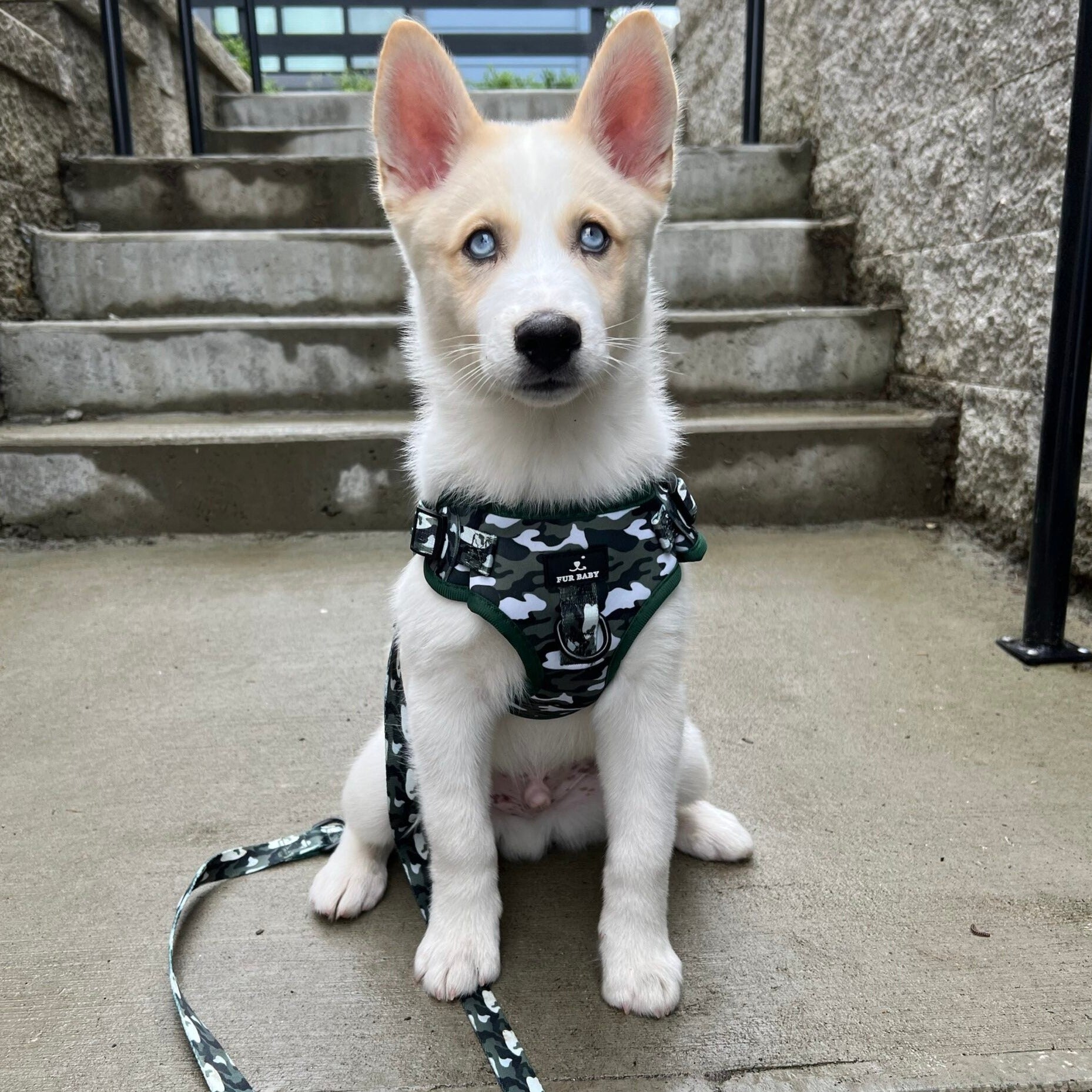 Camo Harness & Leash