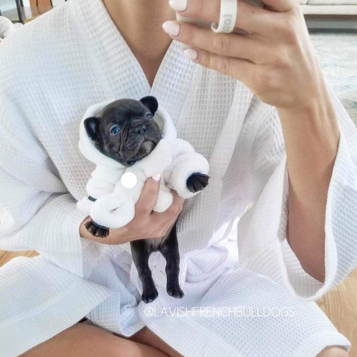 Pablo - Furbaby Couture