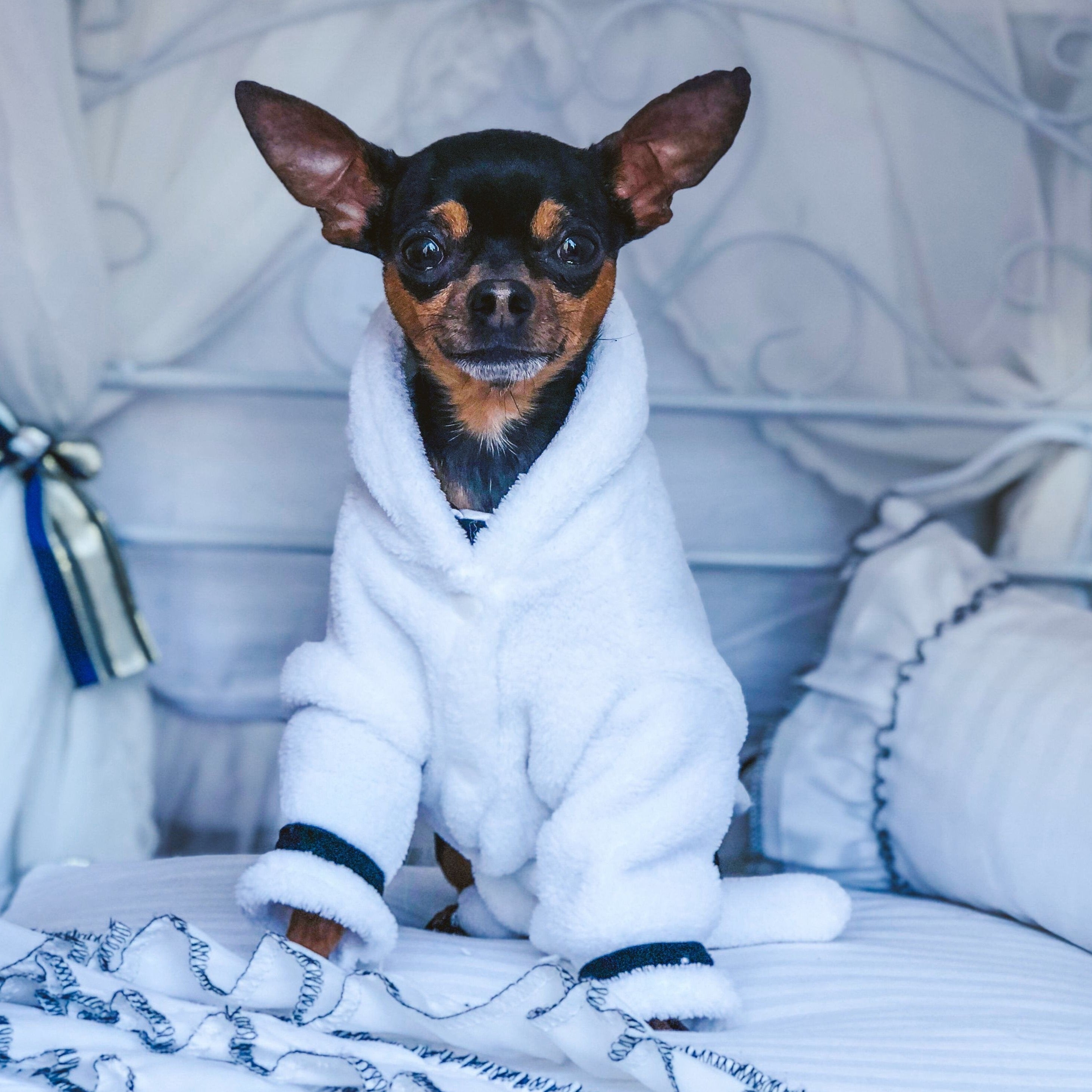 Pablo - Furbaby Couture