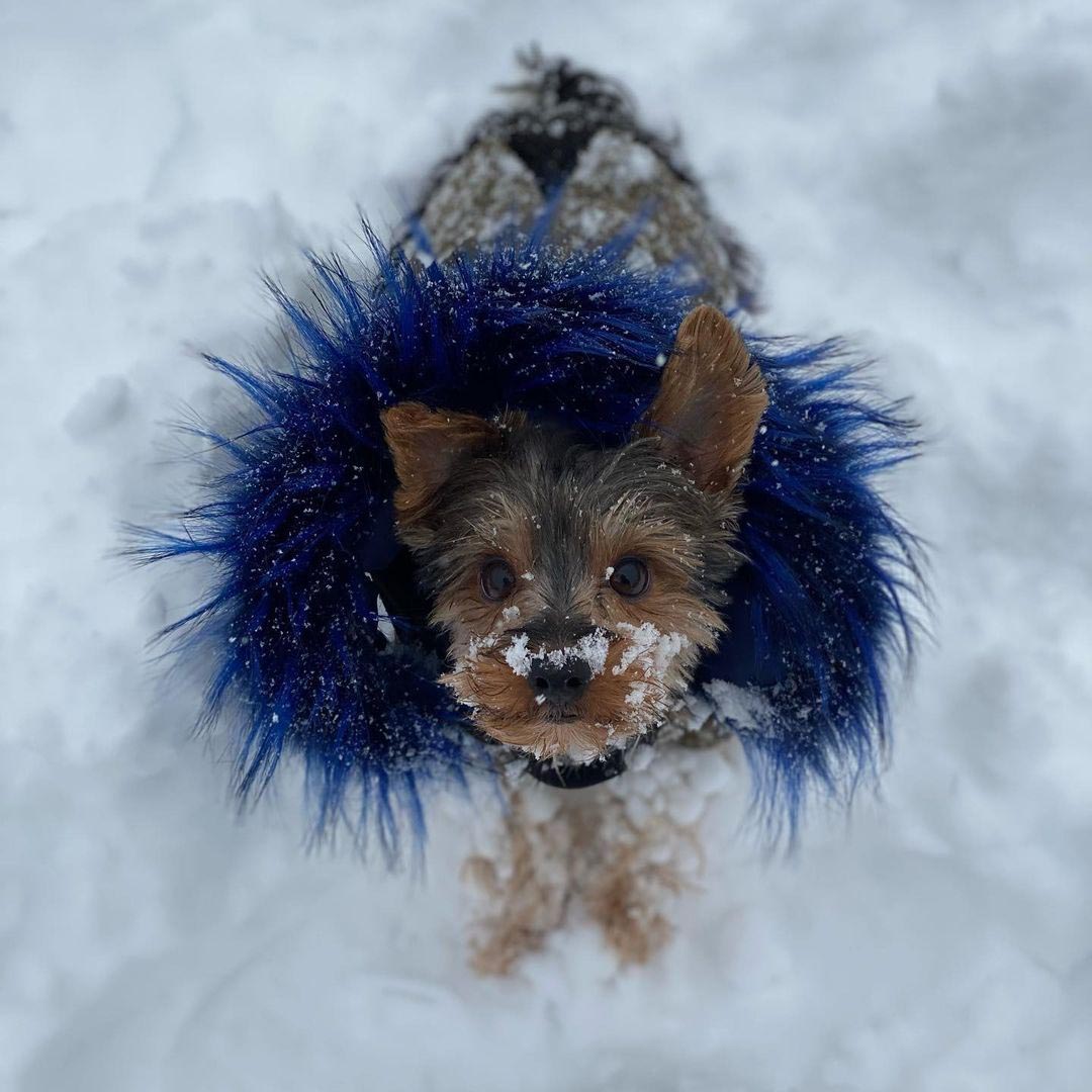 Lux Parka Blue Model