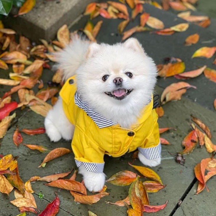 raincoat model
