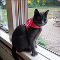 Load image into Gallery viewer, Rhinestone Harness and Leash

