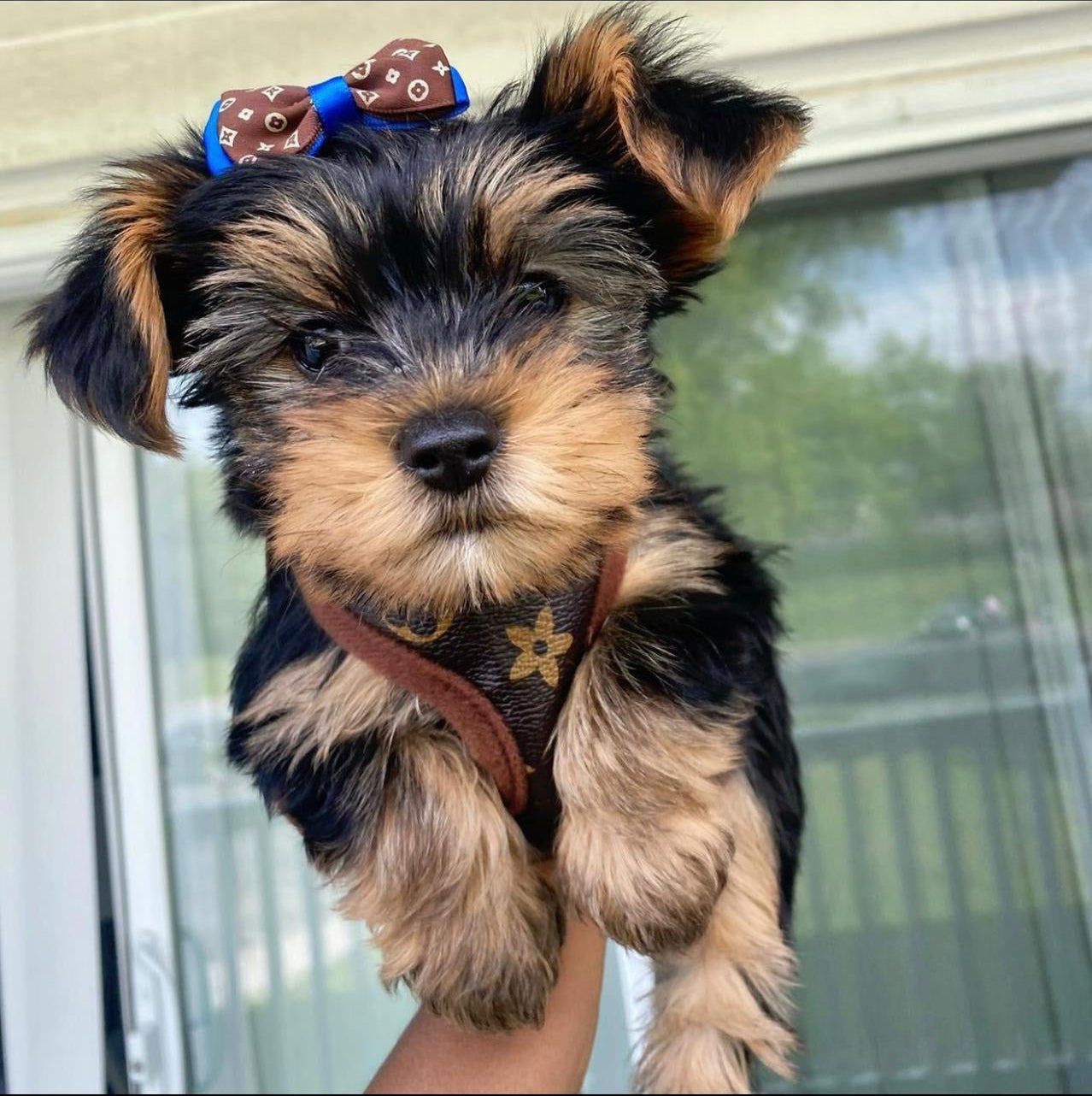 Pawtton Harness & Leash