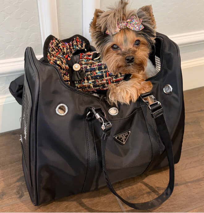 Pawda Carrier