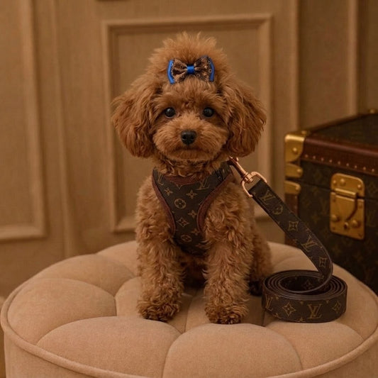Love Me Harness and Leash
