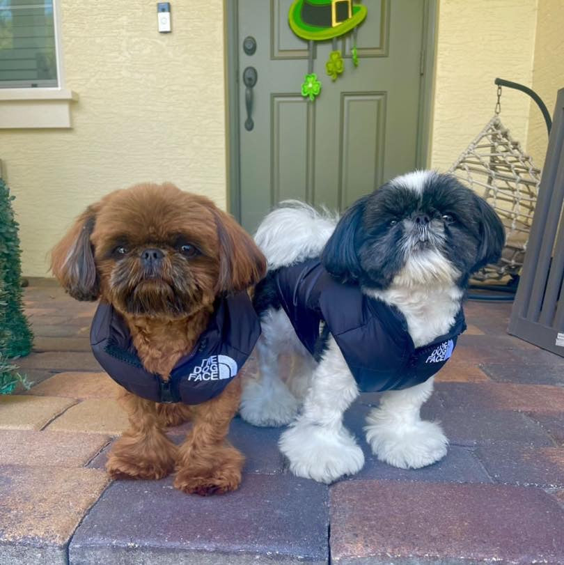 Dog Face Vest