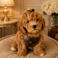 Load image into Gallery viewer, Pawtton Harness and Leash
